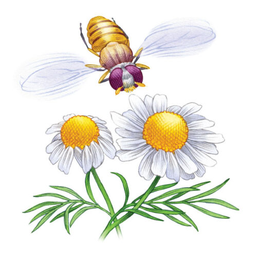Attract Hoverflies for Organic Aphid Control